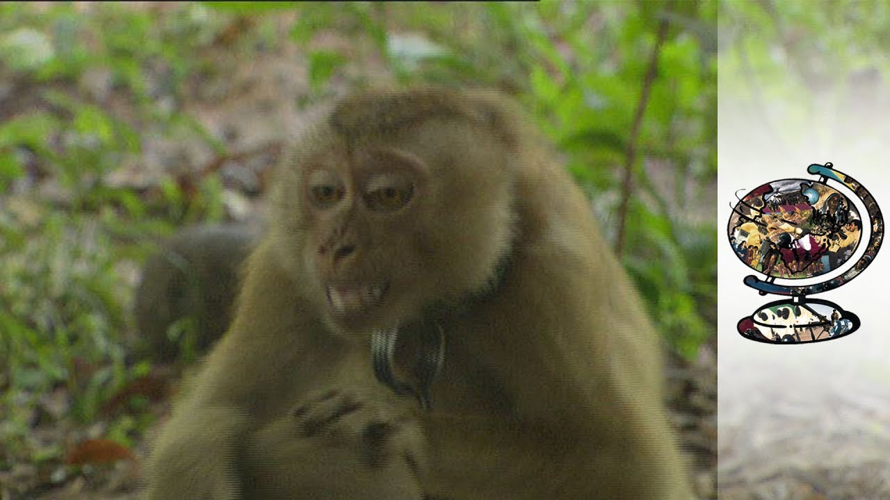 Documentary backdrop image for Thailand's Monkey University (2007)
