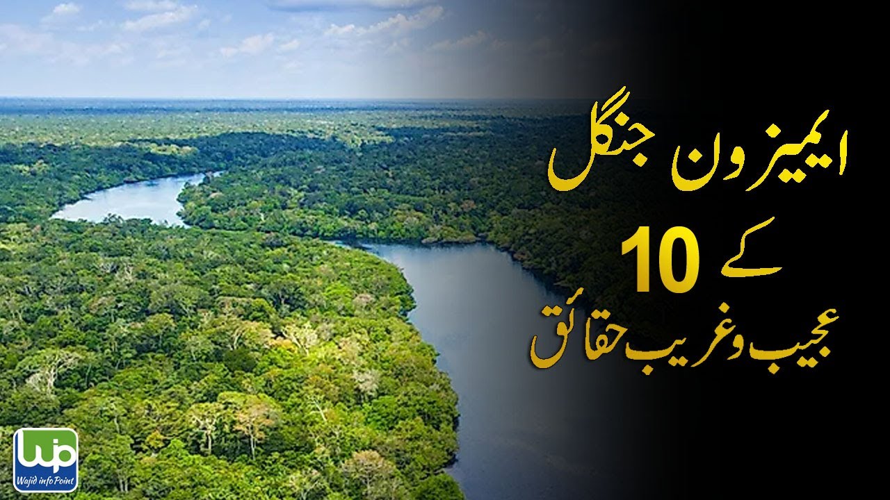 10 Facts About Amazon Rainforest | 10 Strange Facts About Amazon Rainforest