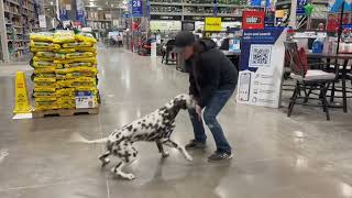 Dalmatian, Tito, 1 y/o | Best Dalmatian Training | Off Leash K9 Training