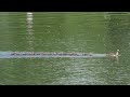 North American Mallard duck and ducklings swim back from shore in a line on a northern USA wetland