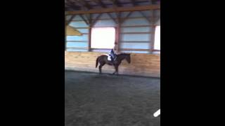 Xena - 2 Yr. Old Quiet Filly