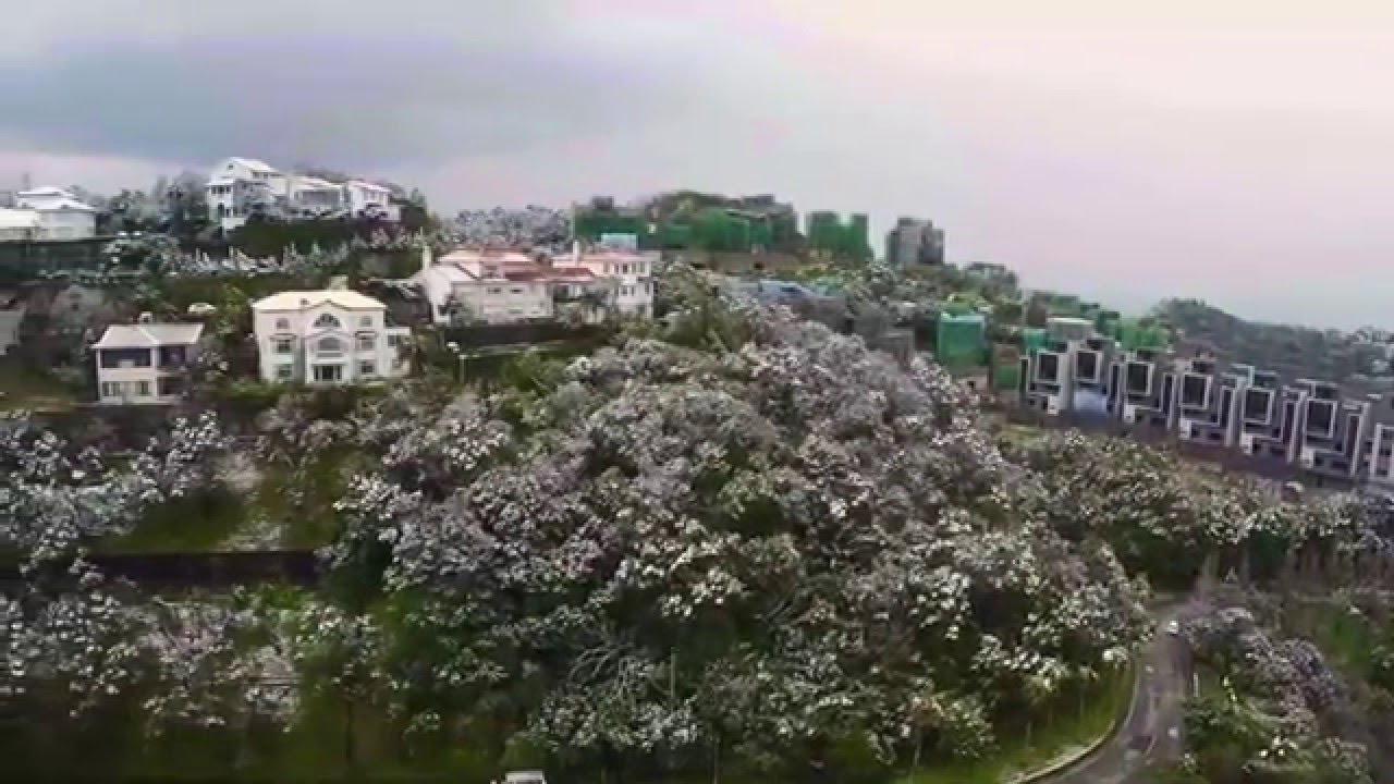 Snowing In Taipei YouTube