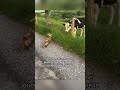 Les animaux sont si adorables ❤️💚💙 #naturelovers #nature #animaux #shorts #viral