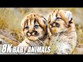 Baby Animals Collection in 8K TV HDR 60FS ULTRA HD