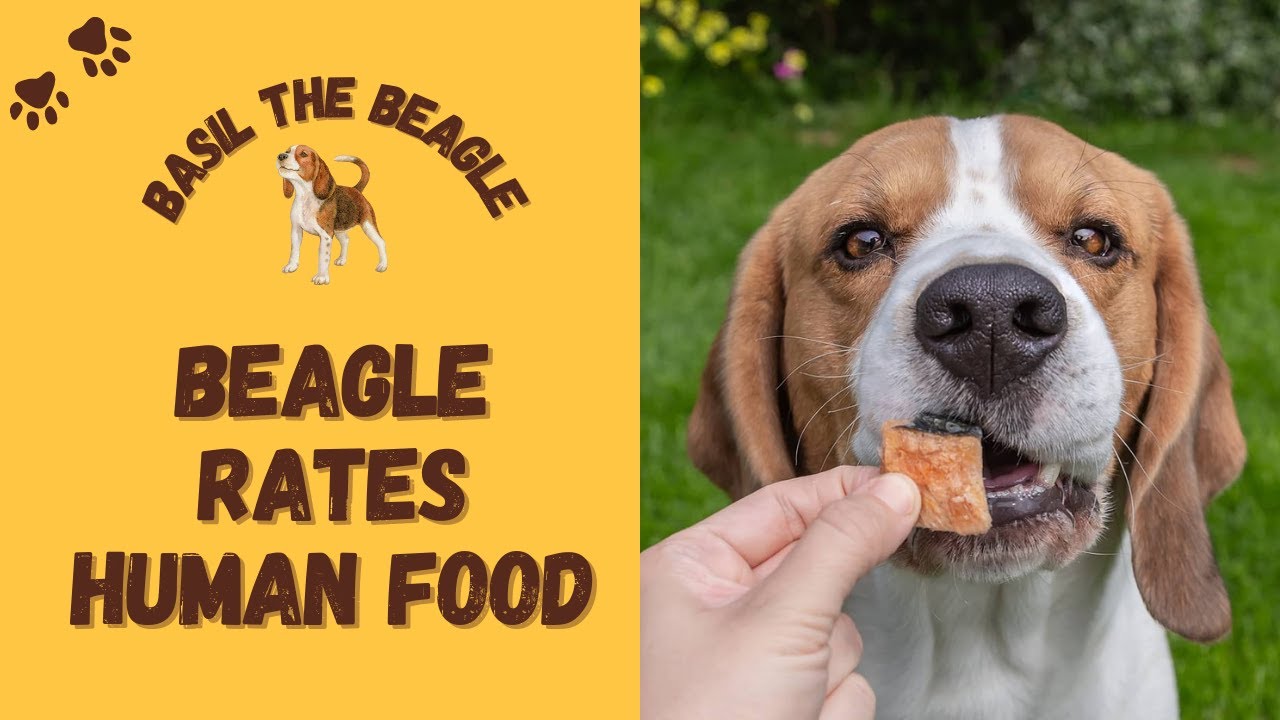 DOG RATES FOOD! TRY NOT TO LAUGH! YouTube