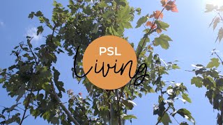 Arborist shares tips about how to choose the right tree for your landscape