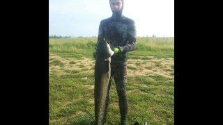 Подводная охота. Сом 12 кг / Spearfishing catfish 12 kg