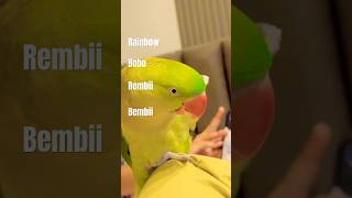 Achi lagti ho 🦜 #foryou #viral #parrot #fyp #cute #funny #parrotlover #parrots #funnyreel #moments