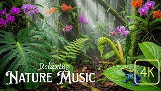 Music Relaxing #01092025πΏπβπA Peaceful Haven Where Calming Tunes Gently Embrace Your Soul