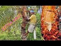 What is palm wine | Toddy Palm juice benefits | why is Palmyra palm tree dripping sap | Spank Food