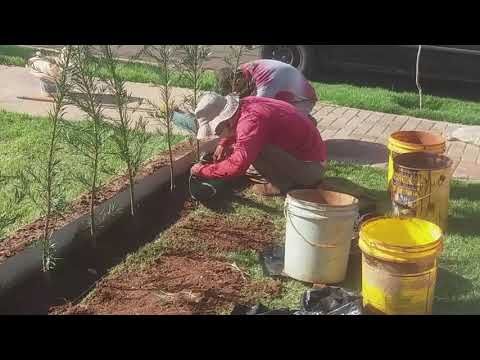Vídeo: Uvas Bravas Em Cima Do Muro (30 Fotos): Como Plantar Ao Longo Da Cerca Na Primavera E No Outono? Como Cuidar De Uma Cerca Viva? Plantar Mudas E Sementes