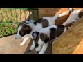 27. ü5.2023 - toll die Hundeklappe