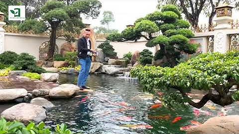 Sân vườn, hồ cá Koi đẹp!