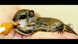 Tough Nuts To Crack Hundreds Of Baby Squirrels Are Saved By Wildlife Rescuers After Falling Out Of