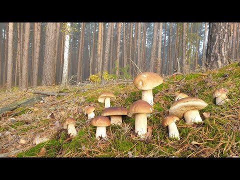 ЭТО ДОЛЖЕН УВИДЕТЬ КАЖДЫЙ ГРИБНИК !!! ДЕРЖИТЕСЬ ЗА СТУЛЬЯ КРЕПЧЕ ! Грибы 2021 !