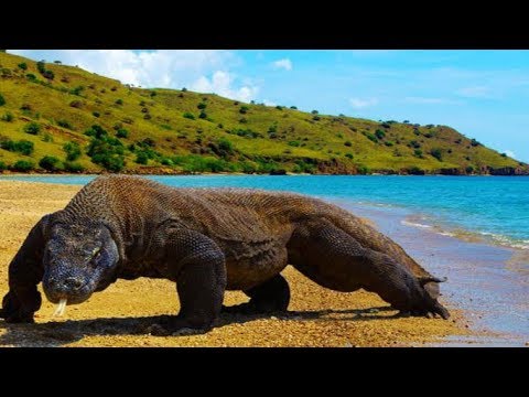 Komodo Adası ve Komodo Ejderi