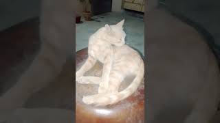 this is the cat lovers #cat ## viral shorts
