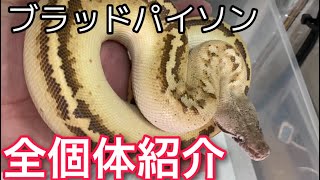 【注意喚起有り】うちの自慢のブラッドパイソン4匹をゆっくり紹介&解説しちゃいます