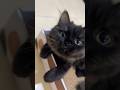 POV: mom stop videoing me! 😼 #cat #shorts #shortvideo #cute #pets #fyp