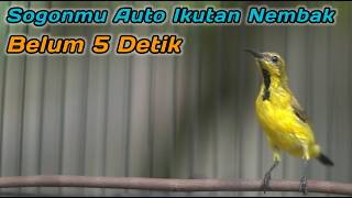 Download Lagu PANCINGAN EMOSI SOGON AGAR CEPAT GACOR NEMBAK‼️CUIT CUIT CERR BIKIN SOGONMU AUTO RESPON GACOR EMOSI MP3