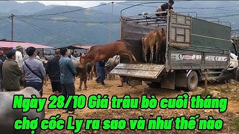 Diễn biến giá trâu bò cốc ly mới nhất ngày 28/10/2025