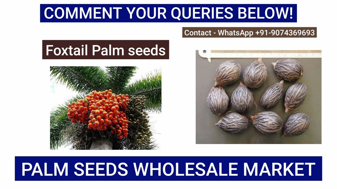 Palm Seeds Wholesale Market and Price Fishtail Palm Seeds Rates