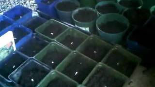 Galiano Island | Starting Artichokes from seed at Cable Bay Farm | February 2012