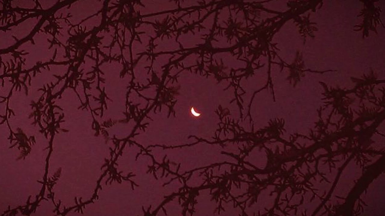 𝙲𝚑𝚊𝚛𝚕𝚢 𝙱𝚕𝚊𝚌𝚔 - 𝙶𝚢𝚊𝚕 𝚢𝚘𝚞 𝚊 𝚙𝚊𝚛𝚝𝚢 𝚊𝚗𝚒𝚖𝚊𝚕 (𝚜𝚕𝚘𝚠𝚎𝚍) 🌹