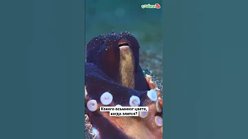 Осьминог меняет цвета как хамелеон! #shorts