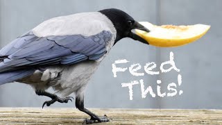 Feeding Crows Story 45