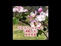 ばぁばちゃんが唄う【津軽の花】原田悠里 cover <歌詞入り>