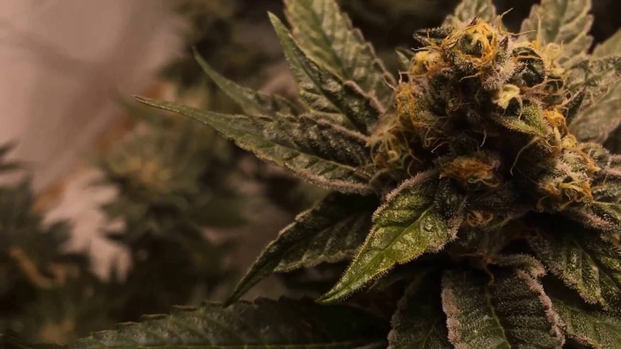 King Cake - Indica Hybrid - 6 1/2 weeks into flower - 4000 watt