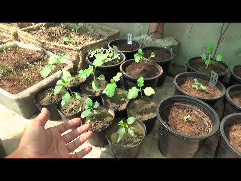 Vegetables Garden Overview Winter Good To Vegetables Garden Overview Winter Good To Grow Urdu Hindi Kitchen Gardening