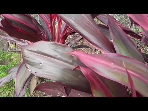 Video: Cordyline Cog yog dab tsi - Cov Lus Qhia Txog Ntau Yam Ntawm Cordyline