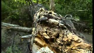 Dadia Forest, Evros - Part 1