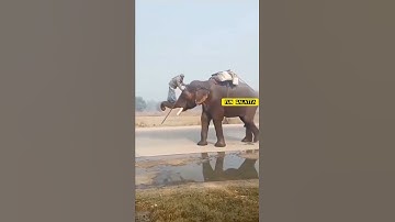 Elephant Man climb🧗‍elephant 🐘