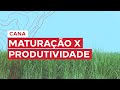 Maturação em cana: Saiba como aumentar a produtividade do seu canavial