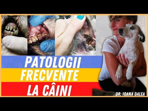 Afectiuni Frecvente la Caini - Medic Veterinar Ioana Dalea