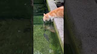 awesome cat drinking