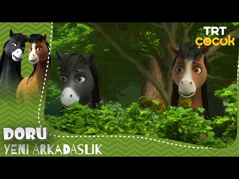 Video: Qaraçay Atı Hipoalerjenik, Sağlamlıq Və Ömür