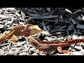 Common House Gecko fight (Miami Fisher Island) - Canon SX50 HS