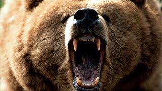 World's Deadliest: Grizzly Bear | Wild forest animals by Raccoon says 3,939 views 1 year ago 2 minutes, 55 seconds