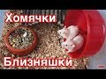 Кого мы оставили себе