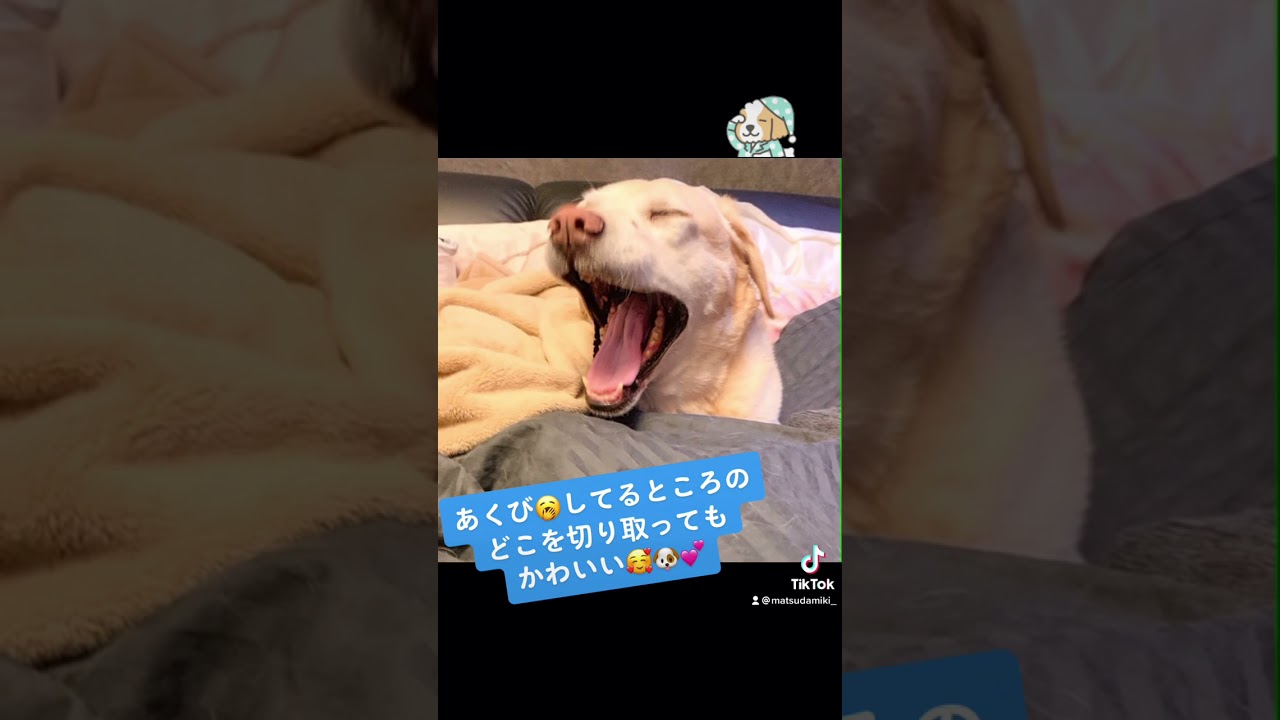 あくびしててもかわいいジュン様 Youtube