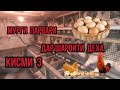 Мург  100 парвари Дар шароити хона