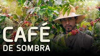 Café de Veracruz / ¿Por Qué su Café de Sombra es Tan Especial?