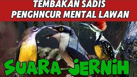 Masteran viral 2025 isian kasar dan kejam | pelatuk bawang, pijantung pisang dan jinjing petulak