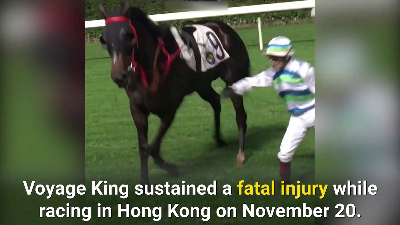 Australian Horse Shatters His Leg and Dies in Hong Kong Race YouTube
