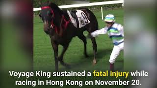 Australian Horse Shatters His Leg and Dies in Hong Kong Race