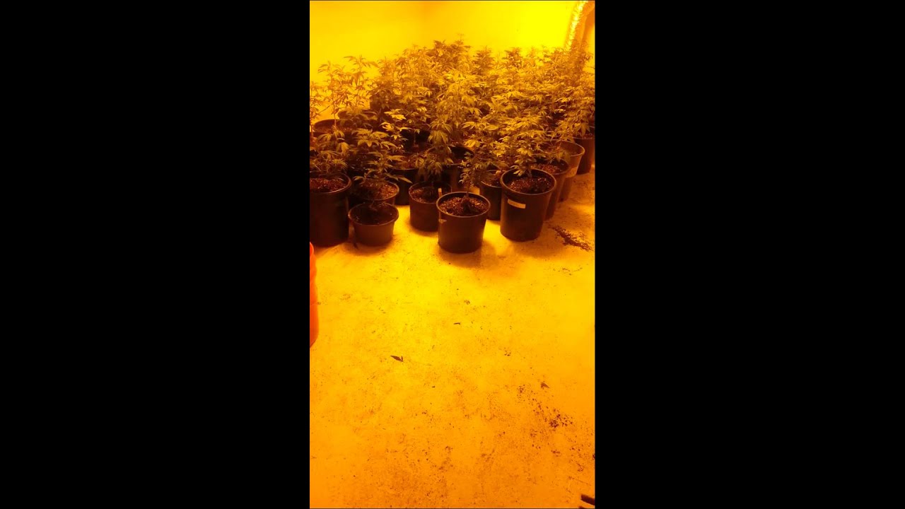 Small glipse of one of my grow op's